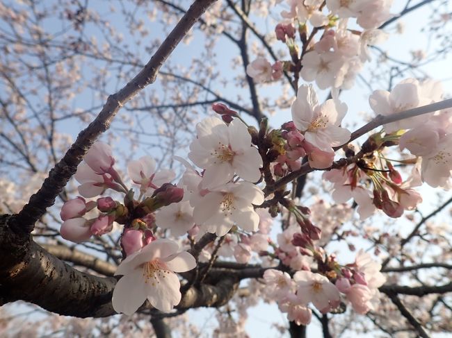 桜の季節がやって来ました♪<br />なので、2週連続の巡礼です（＾＾）<br /><br />2014年に姫路城が改築されてから、全然行けてなかったので<br />綺麗になった姿を観に行って来ました。<br />何かイベントをやっていたようで、姫路城はもの凄い人でごった返していたので中まで入れませんでした。<br />だけど、巡礼はバスツアーよりもゆっくりとお参りできたし、お花見も出来ました。<br /><br />暖かくなって、良いお天気だったので絶好のお花見日和、もといお参り日和でした（＾＾）<br /><br />