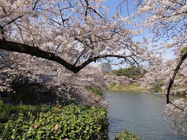 4月5日に今月7日まで一般公開されている皇居乾通りの桜通り抜けに行って来ました。<br />初めての皇居です。<br />坂下門から乾通りを通り、途中から天守台、皇居東御苑に行き、富士見櫓、二の丸庭園などを周り、平川門から竹橋に出ます。<br />皇居の桜は、千鳥ヶ淵に比べるとさほど大したことないのですが、初めての皇居、天守台や二の丸庭園など感動でした。<br /><br />平川門から皇居を出て竹橋でランチを食べ、乾門経由で千鳥ヶ淵緑道の圧巻の桜を見て、最後は靖国神社を参拝して帰ってきました。