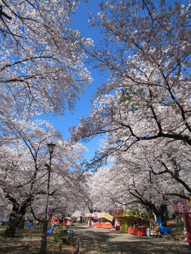 3/29～4/3まで5泊6日でわざわざ京都まで行ったのに低温と雨で桜は全然でした。<br />なのに、近場の大宮公園は今日4月4日、上着の要らない暖かな日差しの中、青空に映えた満開のサクラ・桜・さくらの山です。<br />桜や紅葉は開花や色付き状態と当日のお天気を見計らって行ける日帰り旅行に限るのかな？と思えた一日でした。<br />