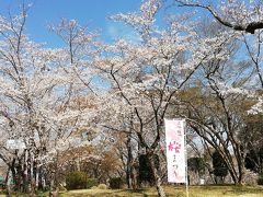 桜川もだいぶいいかんじになつてきました。