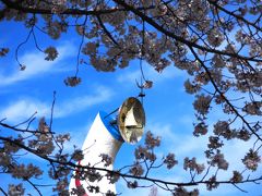 万博公園の桜は満開です