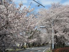 鶴ヶ島日光街道往還の桜並木とブロンコビリーのハンバーグ　2019/4/5