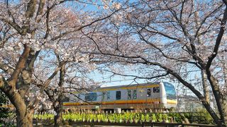 出勤前に桜散歩＠二ヶ領用水 2019