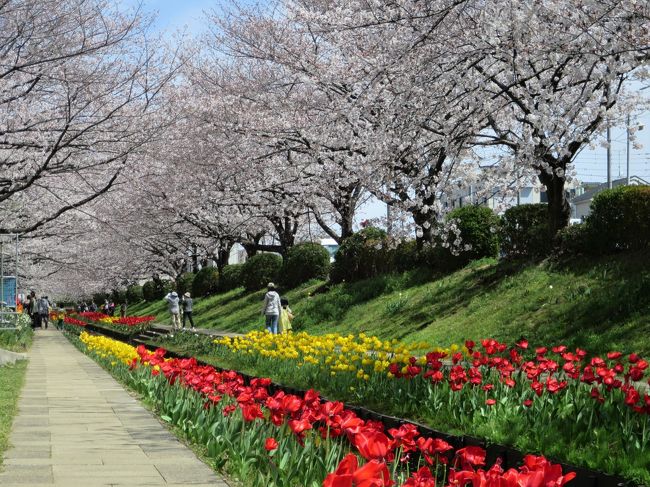 2019年　江川せせらぎ緑道　平成最後の花見<br /><br />春には両岸に２００本のサクラと１万５千本ものチューリップが咲き誇り、横浜市都筑区の花の名所となっています。約1キロメートルの緑道です。<br /><br />天気も良く、満開の桜が見られる今年最後のチャンスということで行ってきました。<br />今回で4回目の訪問ですが、毎回桜並木の下に咲くチューリップの共演は見事で楽しめました。<br /><br />前回の散歩横浜「江川せせらぎ緑道」散歩　<br />・旅行時期 2016/04/06　https://4travel.jp/travelogue/11119831<br /><br />・旅行時期 2014/04/02　http://4travel.jp/travelogue/10872874<br /><br />・旅行時期 2011/04/14　http://4travel.jp/travelogue/10559003