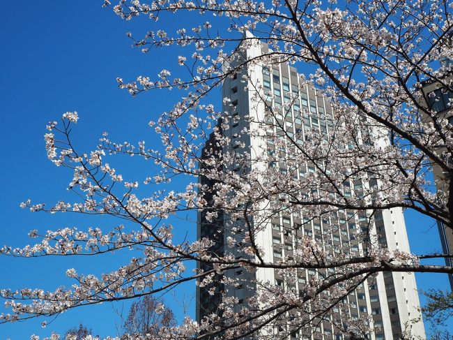 朝　天気が良かったので　ちょっと早く出て桜坂をウロウロしてから会社に行きました。