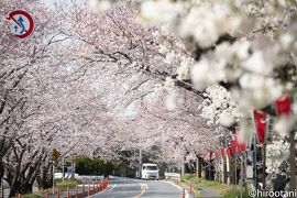 2019年　東海の桜めぐり　【３】鍋田川堤桜並木