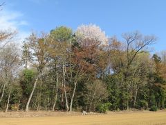 新緑と山桜とが見られた森のさんぽ道①