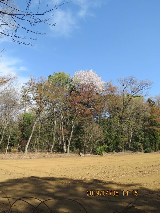 4月5日、午後1時過ぎに久しぶりに森のさんぽ道へ行きました。 今回の目的は本日の気温が22℃以上にもなり、新緑と山桜を見ることと蝶の観察を兼ねていきました。 二週間前に比べて新緑はかなり見られました。山桜は一週間前にも見られましたがかなり開花しているのが見られました。 蝶の観察はツバメシジミ、トラフシジミ、ルリタテハ、モンシロチョウが見られ写真撮影ができました。 約二時間半の散策で約4キロを歩きました。<br /><br /><br /><br />*写真は森のさんぽ道で見られた美しい山桜と新緑