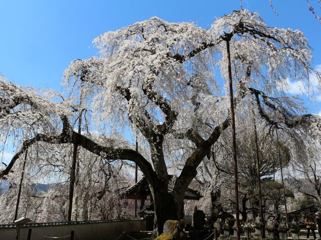 今年の桜は全国的に開花が早く、東京では３月中に満開を迎えましたが、埼玉県は４月上旬が見頃です。<br />天気に恵まれた４月３日に、秩父の桜を見に出かけました。<br />秩父には、長瀞・美の山公園・羊山公園など多くの桜の名所がありますが、今回訪れたのは、浦山ダム　⇒　秩父札所二十九番・長泉院　⇒　清雲寺。<br />春爛漫の一日、見事な桜を楽しみました。<br />写真は、枝垂れ桜が有名な清雲寺のエドヒガンザクラ。