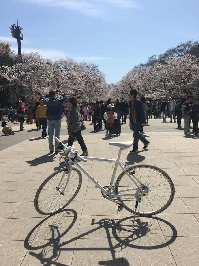 2019年04月  桜を求めて