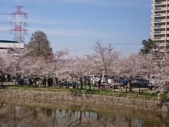 亀城公園とみどり川の夜桜