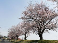 茨城で桜2