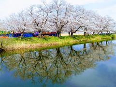 1.8kmの桜並木★福岡堰