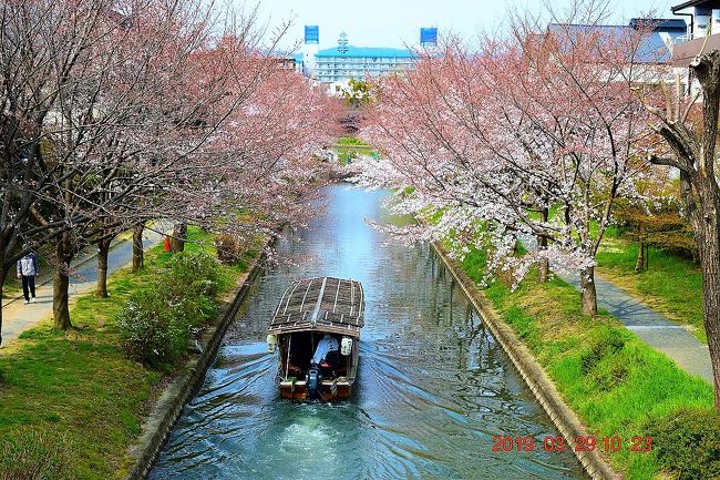 テレビでもやっていたが、最近の京都は観光客が多すぎて大混雑してるらしい・・・(^▽^;)<br />でも桜の季節に京都へ・・・って考え、2019年の年始に早々に例年ならこの時期に桜が満開かなって予想を立てて宿を予約。<br />しっかし・・・ちょっと早かったような・・・<br /><br /><br />3/29（金）<br />自宅⇒東京駅⇒京都駅⇒中書島駅⇒濠川⇒伏見であい橋⇒寺田屋⇒月桂冠大倉記念館⇒中書島駅⇒伏見稲荷駅⇒伏見稲荷⇒出柳駅⇒賀茂川神社⇒鴨川⇒先斗町⇒八坂神社⇒祇園枝垂れ桜⇒祇園⇒石長松菊園（泊）<br /><br />3/30（土）<br />ホテル⇒守山駅⇒安土信長の館⇒豊郷小学校旧校舎群⇒夢京橋キャッスルロード散策～四番町スクエア⇒彦根キャッスルリゾート＆スパ（泊）<br /><br />3/31（日）<br />ホテル⇒彦根駅⇒米原駅⇒東京⇒帰宅<br /><br />