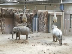 札幌円山動物園☆念願のゾウがやって来た♪☆