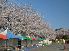 東京散歩　飛鳥山公園の桜は満開です。