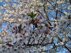 「平成最後」に便乗アップ^m^　水前寺公園周辺で平成最後の観桜＆観にゃん＋ランチスポット紹介記