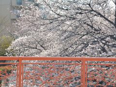 東京散歩　王子、音無親水公園から石神井川を板橋駅に向かって歩きました。