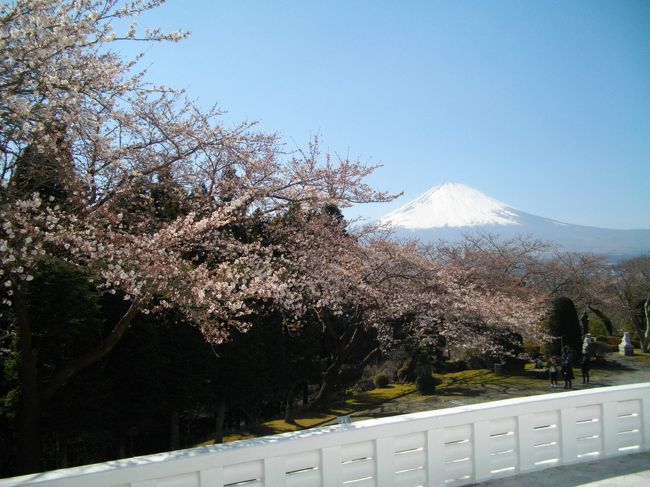 今年は、なぜか桜づいている。さくらをもとめて、御殿場秩父宮記念公園で茅葺の母屋とさくらを、急坂の先にある富士仏舎利塔平和公園で富士山とさくらを、時之栖で温泉を、近頃話題のとらや工房で桜餅を、東山観音堂でお堂とさくらを楽しんだ。