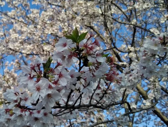 ここ数カ月、「平成最後」のキャッチに辟易していたくせに、<br />桜を見たらつい写真を撮りたくなり、写真を撮ったら<br />つい、こじつけてアップしたくなりました。(^^ゞ<br /><br />というワケで、平成最後の桜を見て回った<br />水前寺公園～江津湖周辺の記録です。<br />