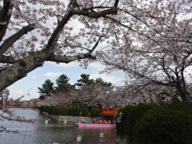 桑名城跡の九華公園に立ち寄りました。<br />満開に近づいていてきれいでした。<br />水に恵まれて花も大きめで見事です。<br />川から見る景色もいいでしょうねー