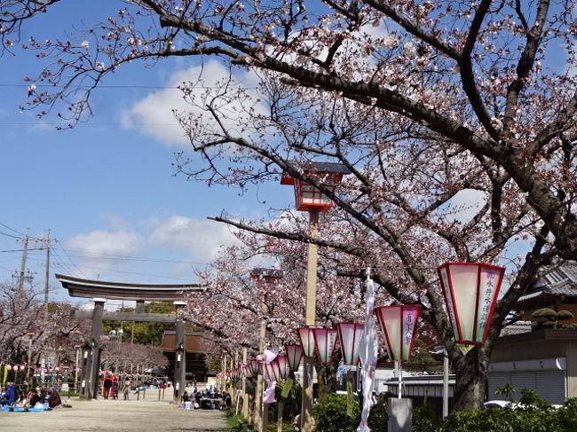 国府宮神社も春を迎えました。<br />この日は風が強くて人が少ないです