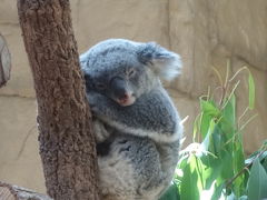 東山動物園でコアラに会って来ました。久しぶりです。