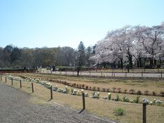 750本の桜が咲き誇る神代植物公園で桜や薔薇のアイスと薔薇のジュース・饅頭・羊羹を発見