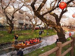 桜満開川越　御朱印巡り　中院、喜多院、三芳野神社、氷川神社、新河岸川の桜