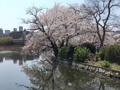 ちょびれおばちゃまと行くお花見2019@上野公園