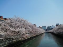 東京２０１９桜　【６】仙台堀川公園＆大横川