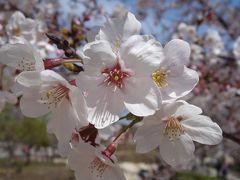 東山植物園で桜の花見。ここの桜はよく手入れがされていていいですね。