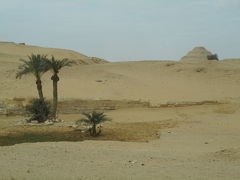 エジプト　植木を中心に地元の様子を綴る