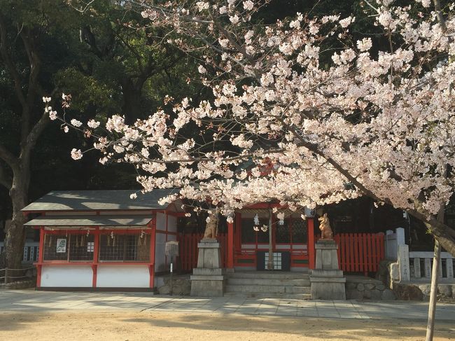 神戸の生田神社に桜を見に行きました。<br />敷地内に桜の木が点在しているので、一面の桜！っていうんはなかったけれど、これはこれで風情はあるかな。