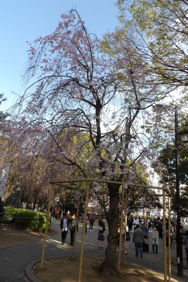 　上野で枝垂れ桜が見られるのはここ寛永寺清水堂と東京国立博物館（東博）だけである。上野公園の染井吉野が満開を過ぎていたので、寛永寺清水堂の枝垂れ桜の開花を確かめてみた。3本ほどあるうち、1本は咲き始めでまだ見られる状態ではあるが、他はもう見頃になっていた。日本人であれ、外国人であれ、ここの紅枝垂れ桜をバックに写真を撮っている。外国人でも染井吉野は宴会桜という認識があるのだろうか？<br />　寛永寺清水堂の階段には年配の外国人のご婦人が2人座って煙草を吸っている。その階段には「禁煙（No smokinng）」の看板が並んでいる。私がその看板を叩くと、「Oh no!」と言って煙草を止めた。外国人であれ、日本人であれ、こうした人混みの上野公園の花見のシーズンでは煙草は吸えないと肝に銘じるべきである。<br />（表紙写真は寛永寺清水堂の枝垂れ桜）
