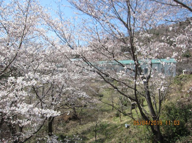 ４月になり桜の便りが聞こえてきましたので、博物館明治村に行ってきました。　北口から入り５丁目・４丁目・３丁目とみて歩きました。　もう盛りを過ぎた桜もありましたが、満開に咲き誇る桜は、とても素晴らしい物でした。　明治の建物が沢山保存されていますが、桜見物にも大変見ごたえのあるところです。