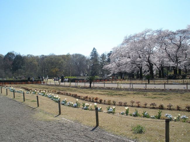 椿・さくら祭開催中で今を盛りに多様な桜が咲き誇る「神代植物公園」を訪ねてみました。<br />深大寺（じんだいじ）は、東京都調布市深大寺元町五丁目]にある仏教寺院ですが　隣接する東京都立神代植物公園は旧寺領であったものです。武蔵野の面影が残る園内で、四季を通じて草木の姿や花の美しさを味わうことができます。<br />この公園はもともと、東京の街路樹などを育てるための苗圃でした が、戦後、神代緑地として公開されたあと、昭和36年に名称も神代植物公園と改め、都内唯一の植物公園として開園されました。現在、約4,800種類、10万本・株の樹木が植えられています。<br />また、古くから伝わる日本の園芸植物の品種の保存や植物・園芸に関する催しや 展示会を開き、都民の緑に対する関心を高めるのに一役買っています。<br />平成28年5月年には大温室がリニューアルオープンし、珍しい熱帯の植物が集められ、彩り鮮やかな花々を 鑑賞できるようになりました。<br />主な植物：サクラ、ウメ、ツバキ、ハナモモ、ハナミズキ、バラ、ツツジ、ボタン、スイレン、ハギ、ベゴニア、イヌシデ、コナラ、ケヤキ<br /> 園内にはサトザクラなど600本のサクラが植えられています。一番多く集められている場所はもちろんさくら園ですが、芝生広場の西側や、ばら園入口のソメイヨシノの並木も見事なものです。<br />訪れてみてこの公園のとても覚えきれない数の桜の種類には少し驚かされます。<br />注）「神代植物公園」に関する情報は同園公式およびHPフリー百科事典『ウィキペディア（Wikipedia）』より抜粋・加筆したものです。<br />桜の詳細情報に関しては「このはなさくや図鑑」「コトバンク」「花ひろば」「Weblio辞書」他、各種サイトおよび　『ウィキペディア（Wikipedia）』より抜粋・加筆したものです。