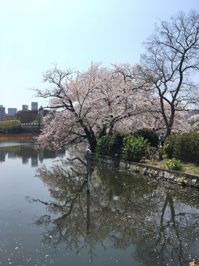  　4トラ が縁でずーっと仲良くさせていただいているトラベラーちょびれさん。でも最近多忙なようで、なかなかお会いすることが難しい。そんなちょびれさんから2週間前今上野に向かってるからこれから会えない？と（笑）私は珍しく熱があり外出するどころでなく、その時は泣く泣くお断りを。<br /> それがなんと5日の夜、6日に上野に行けると超多忙な中、時間を作っていただいたので、二人で上野公園でお花見をすることになりました～。