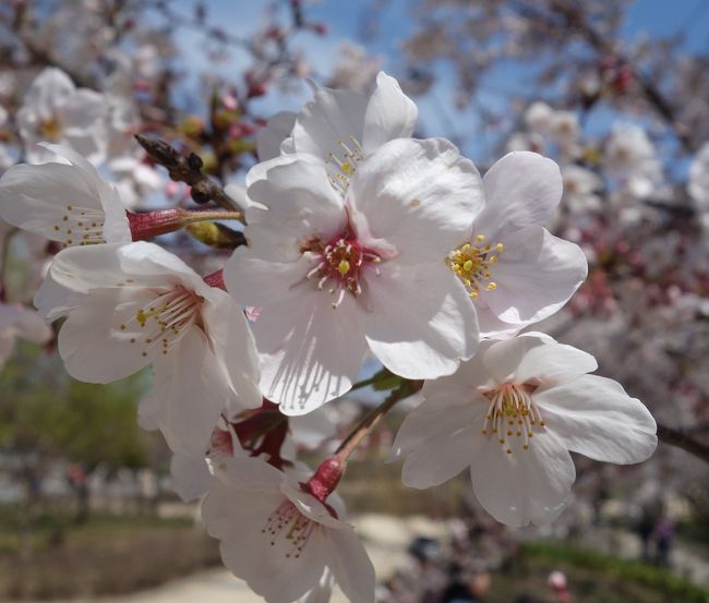 東山植物園で桜のお花見をして来ました。ここの桜はとってもきれいです。