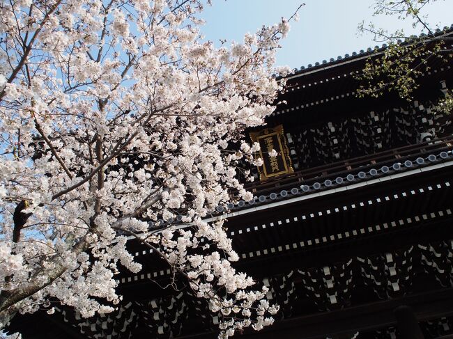 春休みを利用して家族でおでかけ<br /><br />満開の桜を目指して京都へ<br /><br />春を満喫しました。<br /><br />～・～・～・～・～・～・～・～・～・～・～<br />◎他の京都の旅はこちら↓<br /><br />・桜を愛でる旅 2023　～京都～<br />https://4travel.jp/travelogue/11819317