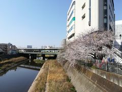 【ちふ散歩】柏尾川の桜。戸塚をふらふらと歩いてみたよ。花見をしている人がいっぱいでした。