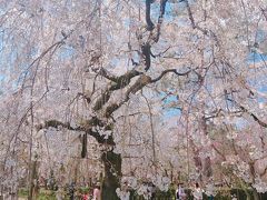 京都、桜めぐり