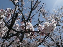 常願寺川公園の桜