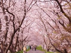 桜のトンネル