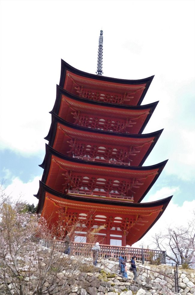 　世界遺産の厳島神社を参拝した後は潮が引いていたので海の方に行きました。<br />干潮時しか海を歩くことができないので、ちょっと楽しかったです。<br />でもまだ潮は十分引いていなかったので大鳥居のすぐそばまではいけませんでした。<br /><br />　大鳥居を見た後は桜が咲いている公園や多宝塔のそばまで行きました。<br />今回も時間がなかったので千畳閣と五重塔には行けませんでした。