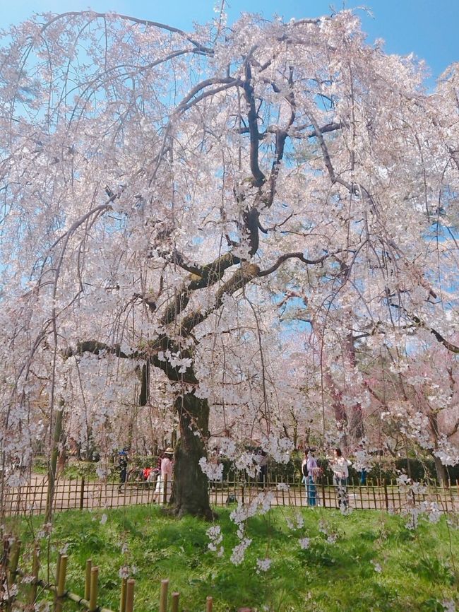 友人と、京都の桜の名所と穴場をどちらも楽しむ二人旅。