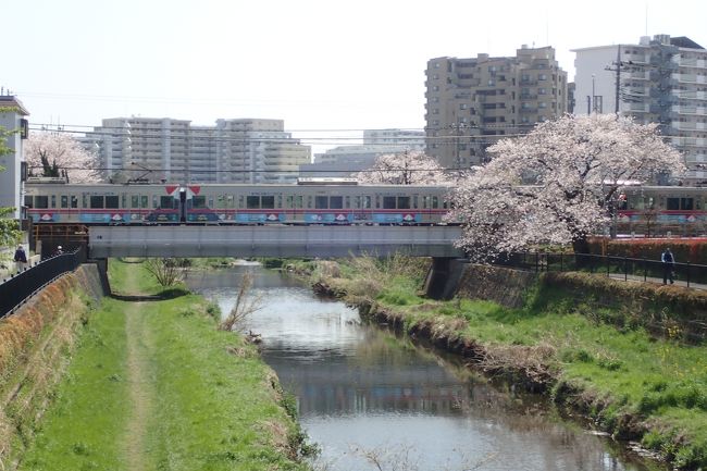 桜が満開の時期なので京王沿線の桜スポットを探しながら住宅地を走る京王線の全駅の５３駅を自転車で走ってみた。前日に平成狸合戦ぽんぽこがテレビ放送されていて京王線沿線風景が出てきたこともあり何となく京王線を走ってみようということになった。<br />京王線沿線には桜が綺麗な花見スポットが点在していたが駅近の花見スポットは聖跡桜ヶ丘のいろは坂付近の桜と京王多摩センターから京王永山まで１駅分途切れることなく続くの乞田川沿いの桜が特に綺麗だった。上北沢駅前もまあまあ綺麗。<br />１つの旅行記に収めたかったが写真が多くなりすぎたので京王線本線の３４駅と支線の2駅の計３６駅をまずは書くことにした。<br /><br />これにて京王電鉄の全線全駅を自転車で完走したことになる。<br />53駅走破には110kmで10時間程度要した。一日でこれだけの距離を走るのは過去最高である。<br /><br /><br />京王線に関して少し調べてみた<br /><br />路線距離は？<br />→84.7kmらしい（うち井の頭線は12.7km）<br /><br />最高速度は？<br />→110km/hらしい<br /><br />新宿駅から京王八王子までの距離は？<br />→37.9km<br /><br />京王の全駅数は？<br />→69駅だった(うち井の頭線17駅で明大前は京王と井の頭で1駅としてカウント)<br /><br />京王線（新宿～京王八王子）の駅名は？<br /><br />新宿<br />初台<br />幡谷<br />笹塚<br />代田橋<br />明大前<br />下高井戸<br />桜上水<br />上北沢<br />芦花公園<br />千歳烏山<br />仙川<br />つつじヶ丘<br />柴崎<br />国領<br />布田<br />調布<br />西調布<br />飛田給<br />武蔵野台<br />多摩霊園<br />東府中ー府中競馬正門前（支線）<br />府中<br />分倍河原<br />中河原<br />聖跡桜ヶ丘<br />百草園<br />高幡不動ー多摩動物公園（支線）<br />南平<br />平山城址公園<br />長沼<br />北野<br />京王八王子<br /><br /><br /><br />京王井の頭線<br />https://4travel.jp/travelogue/11371875<br /><br />昔の井の頭線が走る上毛電鉄<br />https://4travel.jp/travelogue/11416503<br /><br />昔の京王線が走る富士急行<br />https://4travel.jp/travelogue/11373911