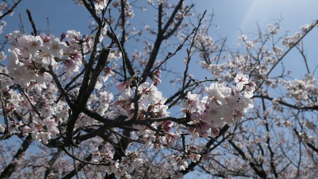 自宅近くにある常願寺川公園の桜です。今年は満開・週末・晴天の3つが重なり、最高の状態で桜を見ることが出来ました。