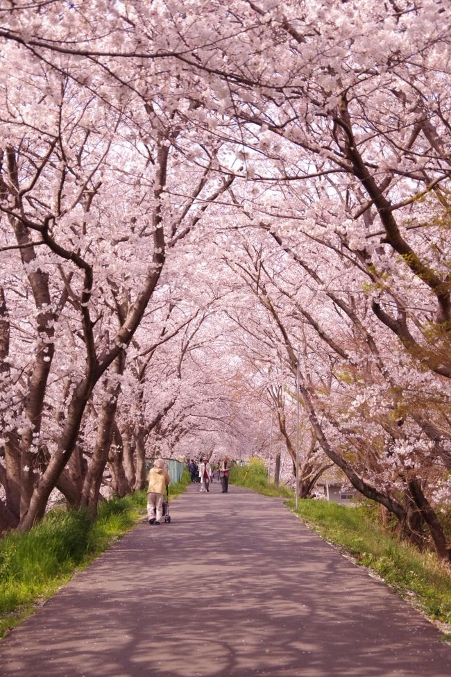 平成最後の桜鑑賞＠秘密の桜のトンネル　2019.4.6