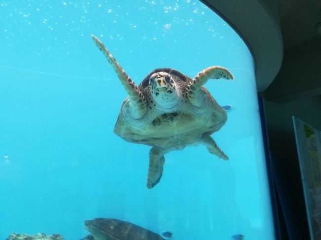 ジェットスター×美ら海水族館・海洋博公園・備瀬のフクギ並木道